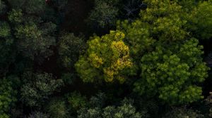 Preview wallpaper trees, forest, aerial view, green, nature