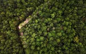 Preview wallpaper trees, forest, aerial view, nature, green