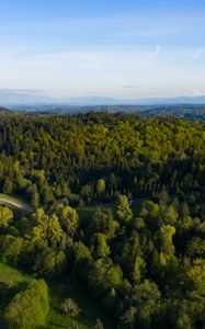 Preview wallpaper trees, forest, aerial view, landscape