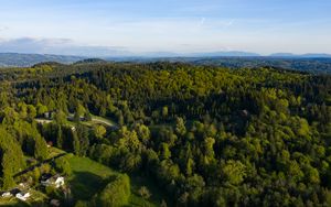 Preview wallpaper trees, forest, aerial view, landscape