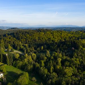 Preview wallpaper trees, forest, aerial view, landscape