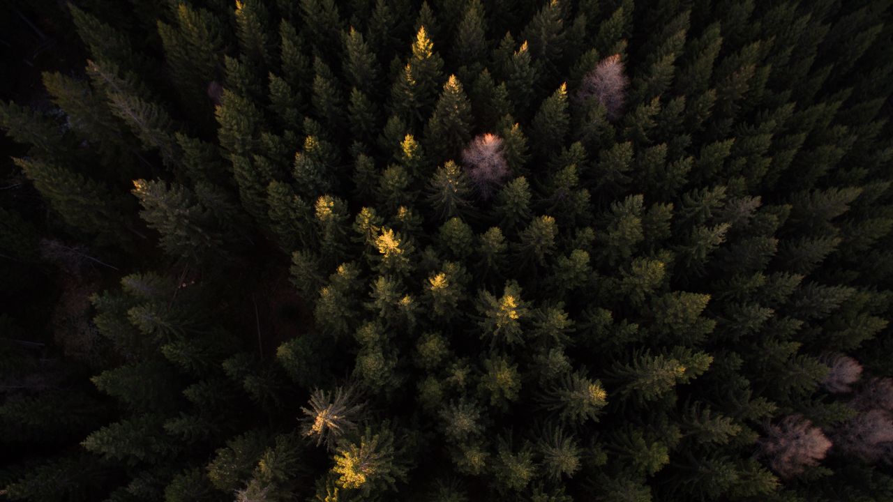Wallpaper trees, forest, aerial view, dark hd, picture, image