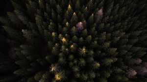 Preview wallpaper trees, forest, aerial view, dark
