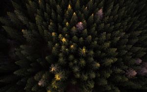 Preview wallpaper trees, forest, aerial view, dark