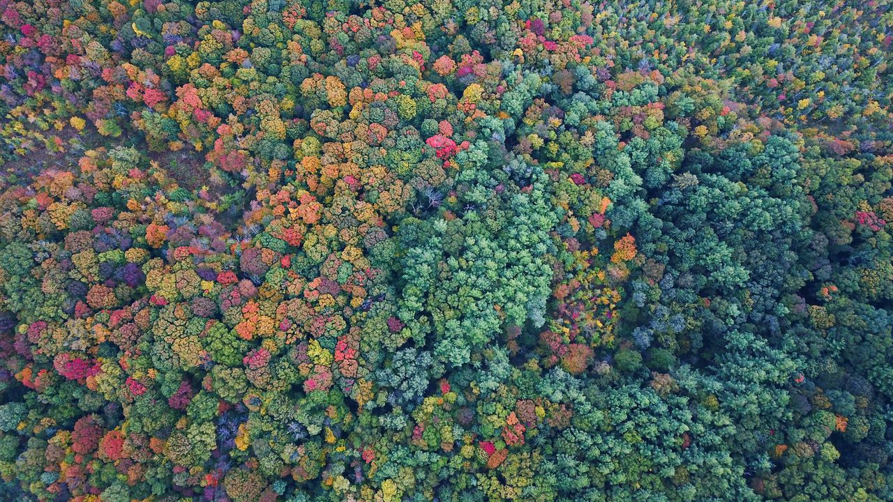 Wallpaper trees, forest, aerial view, colorful, nature