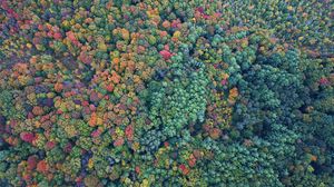 Preview wallpaper trees, forest, aerial view, colorful, nature
