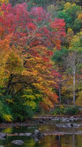 Preview wallpaper trees, forest, autumn, river, stones, landscape, nature