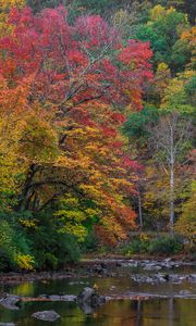 Preview wallpaper trees, forest, autumn, river, stones, landscape, nature