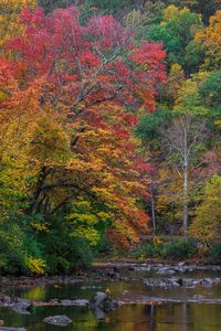 Preview wallpaper trees, forest, autumn, river, stones, landscape, nature