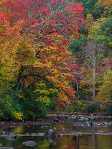 Preview wallpaper trees, forest, autumn, river, stones, landscape, nature