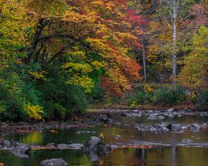 Preview wallpaper trees, forest, autumn, river, stones, landscape, nature
