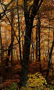 Preview wallpaper trees, forest, autumn, leaves, landscape, nature