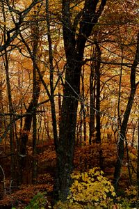 Preview wallpaper trees, forest, autumn, leaves, landscape, nature