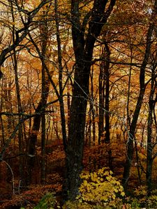 Preview wallpaper trees, forest, autumn, leaves, landscape, nature