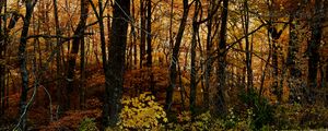 Preview wallpaper trees, forest, autumn, leaves, landscape, nature