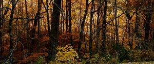 Preview wallpaper trees, forest, autumn, leaves, landscape, nature