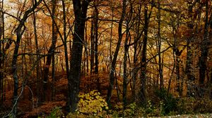 Preview wallpaper trees, forest, autumn, leaves, landscape, nature