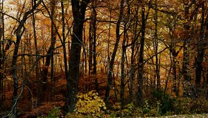 Preview wallpaper trees, forest, autumn, leaves, landscape, nature