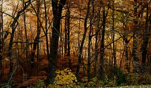 Preview wallpaper trees, forest, autumn, leaves, landscape, nature