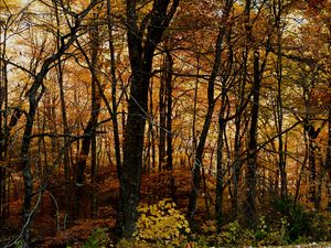 Preview wallpaper trees, forest, autumn, leaves, landscape, nature