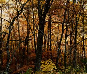 Preview wallpaper trees, forest, autumn, leaves, landscape, nature
