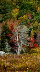 Preview wallpaper trees, forest, autumn, meadow, grass, landscape