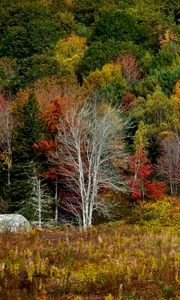 Preview wallpaper trees, forest, autumn, meadow, grass, landscape
