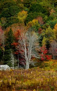 Preview wallpaper trees, forest, autumn, meadow, grass, landscape