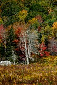 Preview wallpaper trees, forest, autumn, meadow, grass, landscape