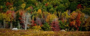 Preview wallpaper trees, forest, autumn, meadow, grass, landscape