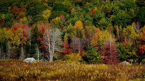 Preview wallpaper trees, forest, autumn, meadow, grass, landscape