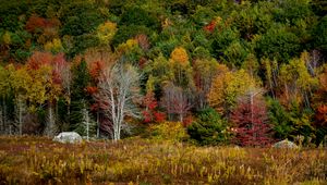 Preview wallpaper trees, forest, autumn, meadow, grass, landscape