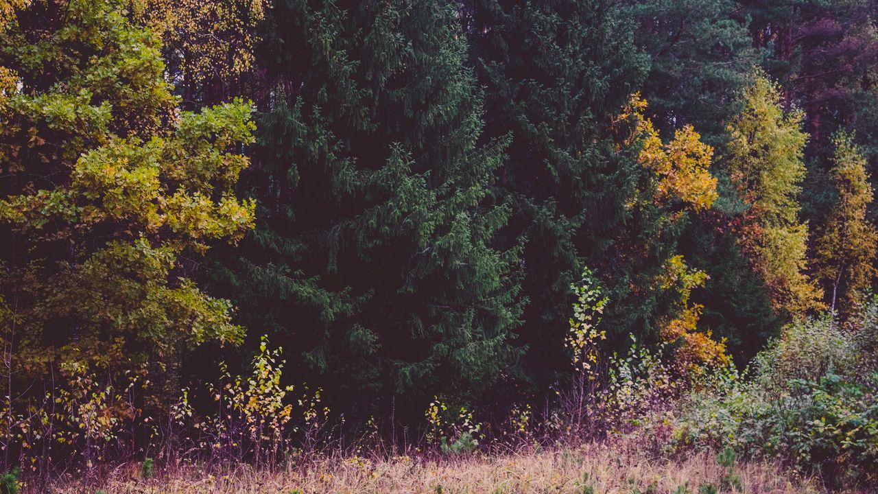 Wallpaper trees, forest, autumn, grass