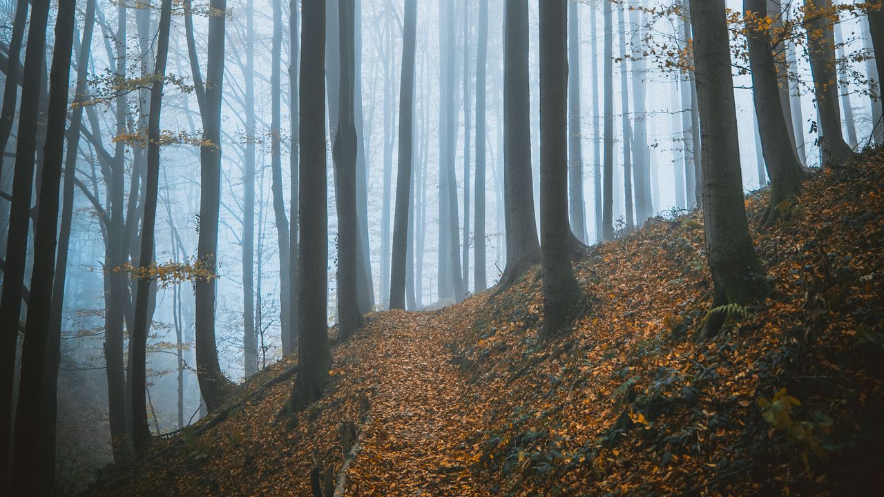 Wallpaper trees, forest, autumn, fog, nature