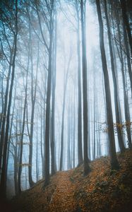 Preview wallpaper trees, forest, autumn, fog, nature