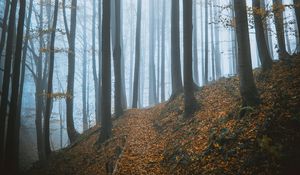 Preview wallpaper trees, forest, autumn, fog, nature