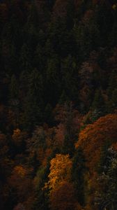 Preview wallpaper trees, forest, autumn, aerial view