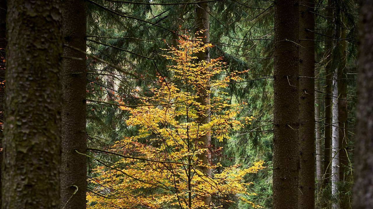 Wallpaper trees, forest, autumn, landscape, nature