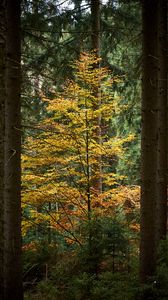 Preview wallpaper trees, forest, autumn, landscape, nature