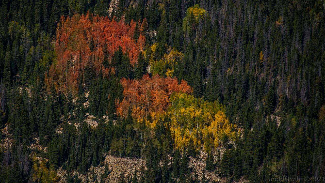 Wallpaper trees, forest, autumn, nature, aerial view