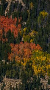 Preview wallpaper trees, forest, autumn, nature, aerial view
