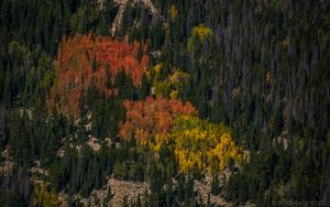 Preview wallpaper trees, forest, autumn, nature, aerial view