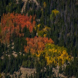 Preview wallpaper trees, forest, autumn, nature, aerial view