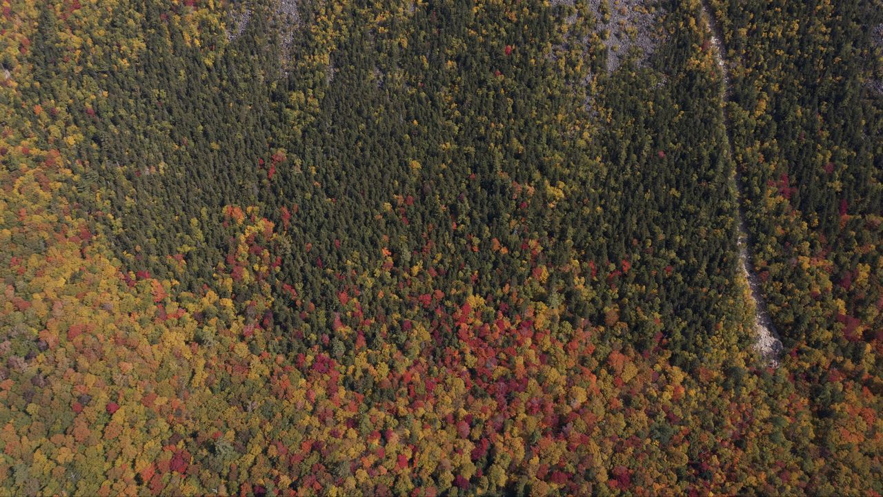 Wallpaper trees, forest, autumn, aerial view, nature