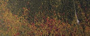 Preview wallpaper trees, forest, autumn, aerial view, nature