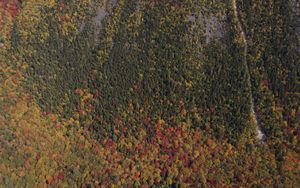 Preview wallpaper trees, forest, autumn, aerial view, nature
