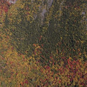 Preview wallpaper trees, forest, autumn, aerial view, nature