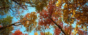 Preview wallpaper trees, forest, autumn, bottom view