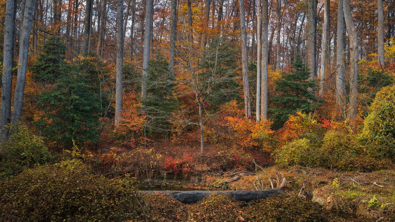 Wallpaper trees, forest, autumn, landscape