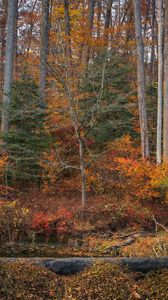 Preview wallpaper trees, forest, autumn, landscape
